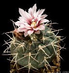 Gymnocalycium bodenbenderianum v pipanacoense-P140-JJ.Houdré.jpg